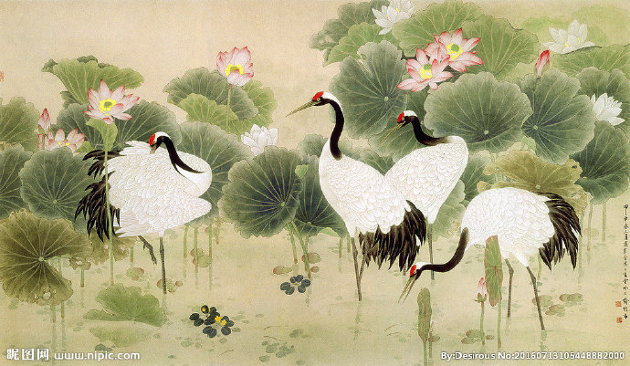 G丹顶鹤 荷花背
