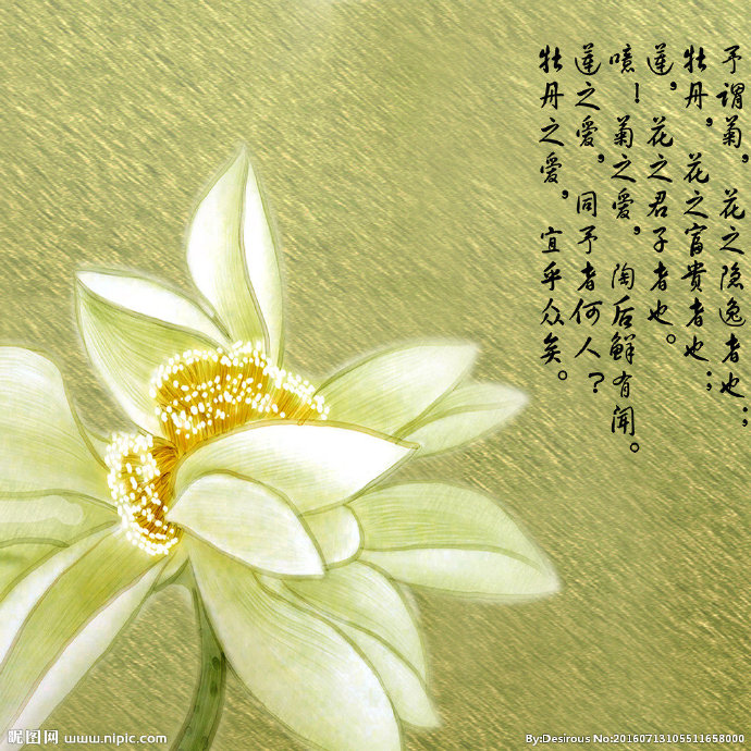 G手绘莲蓬 荷花