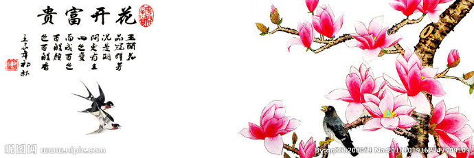 G玉兰花 花开富