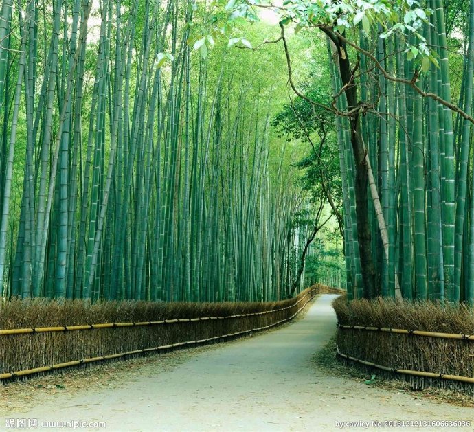 G绿色竹林小路背