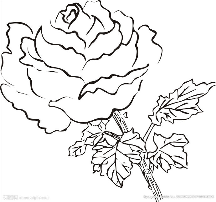 G玫瑰花背景墙玫