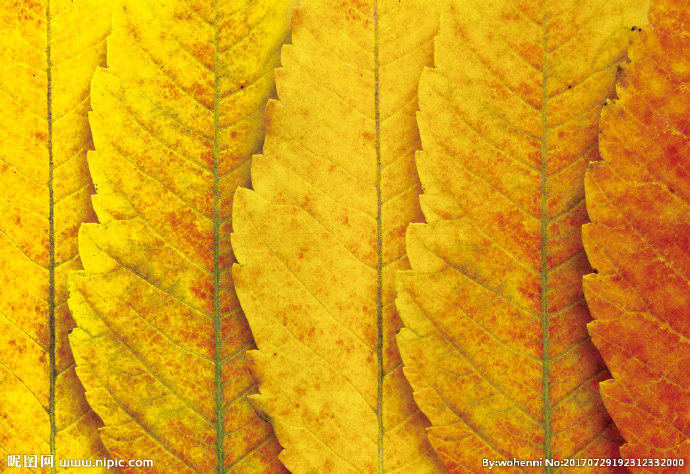 G创意个性树叶背