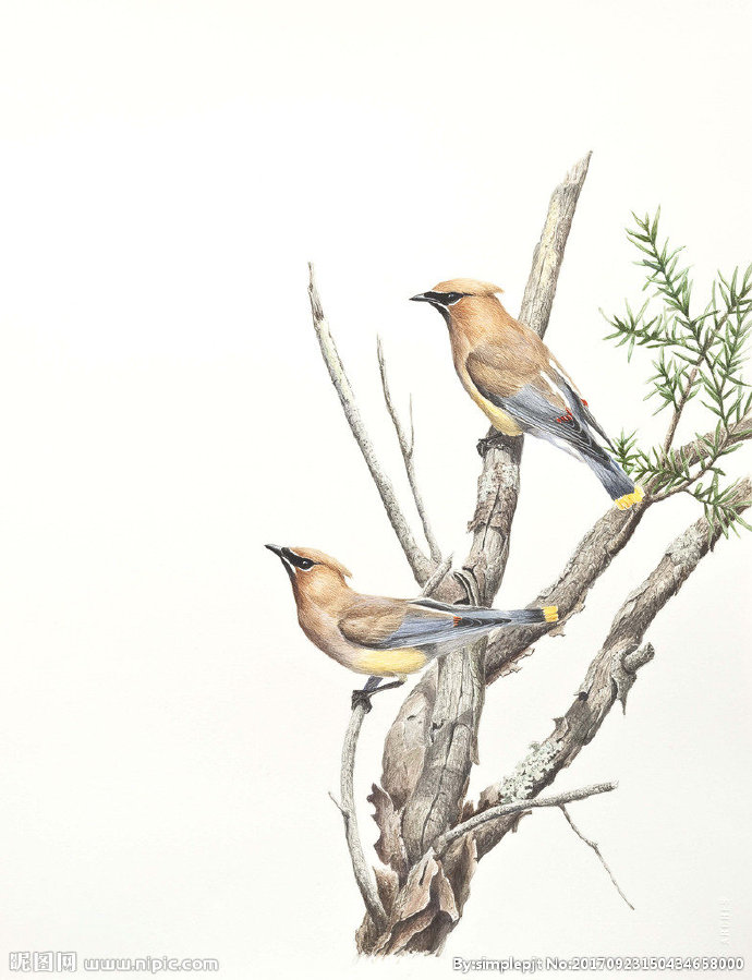 G彩铅花鸟树枝组