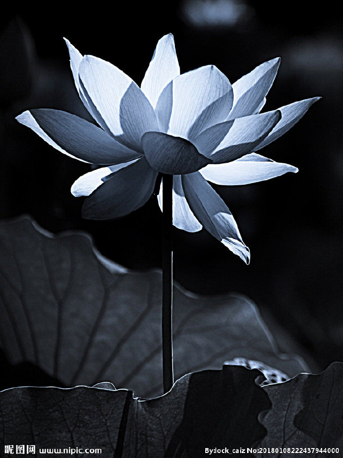 G荷花背景墙莲花