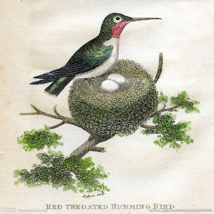 G复古鸟类装饰画