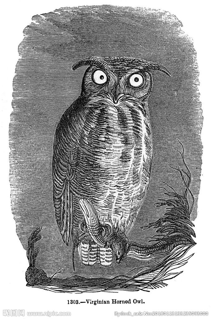 G复古鸟类装饰画