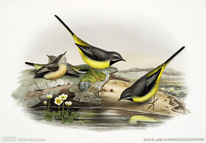 G复古鸟类装饰画