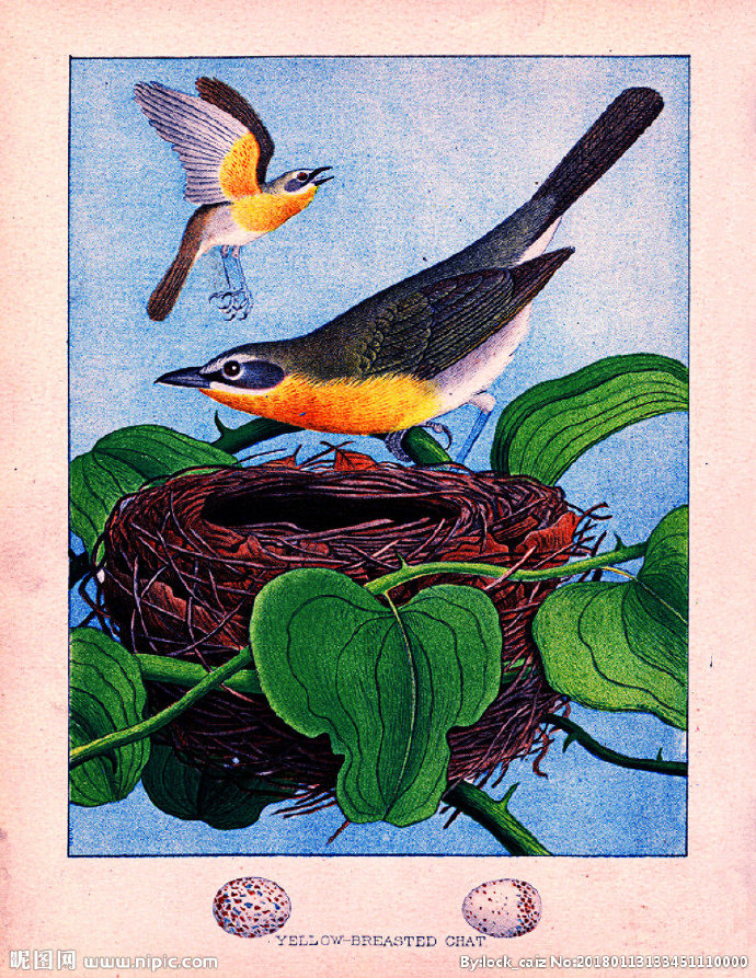 G复古鸟类装饰画