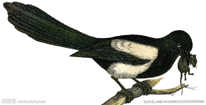 G复古鸟类装饰画