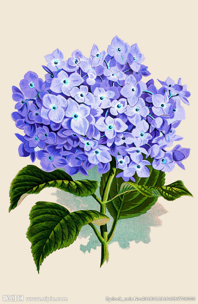 G复古手绘花卉装