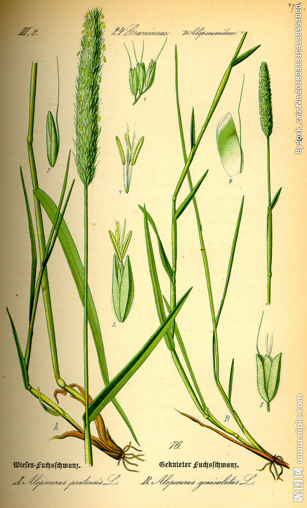G手绘彩色植物图