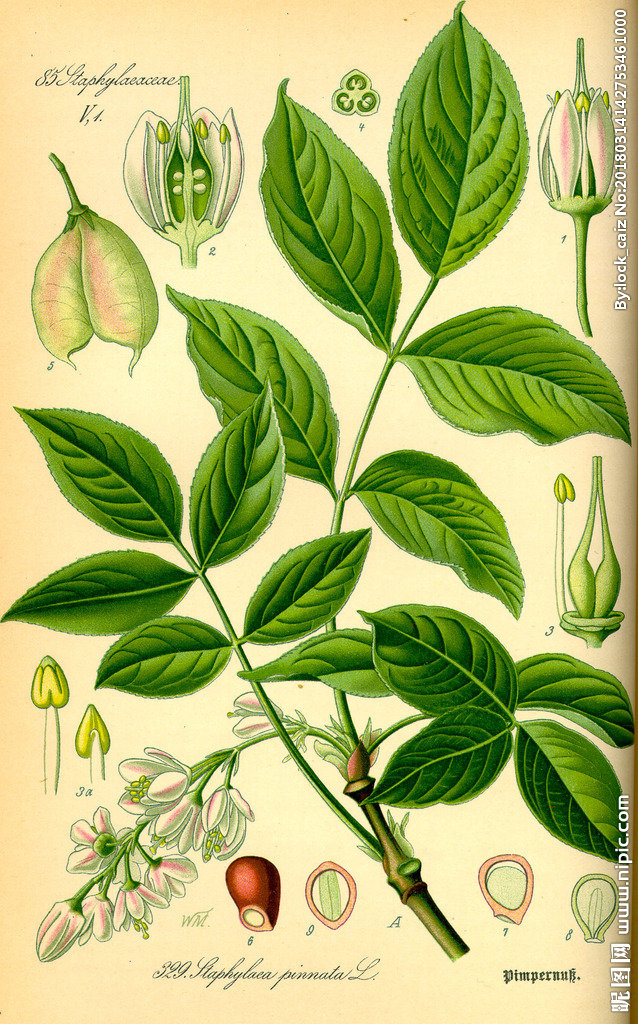 G手绘彩色植物图