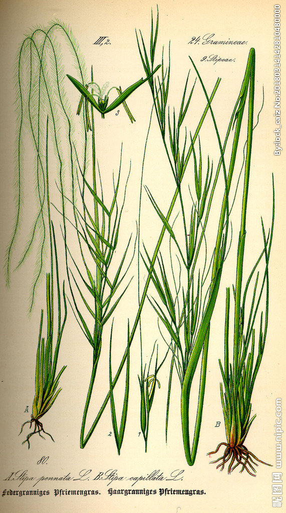 G手绘彩色植物图