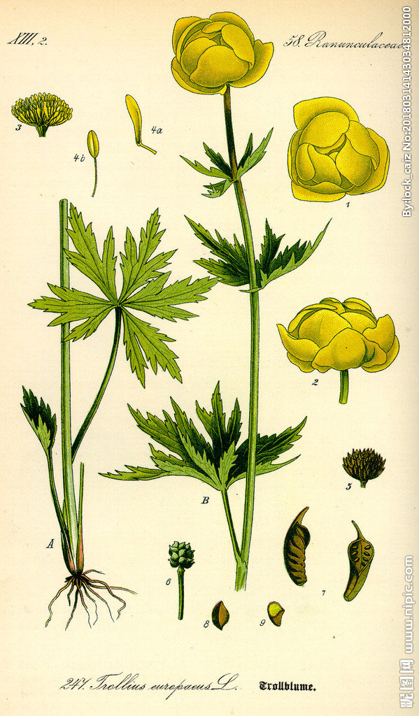 G手绘彩色植物图