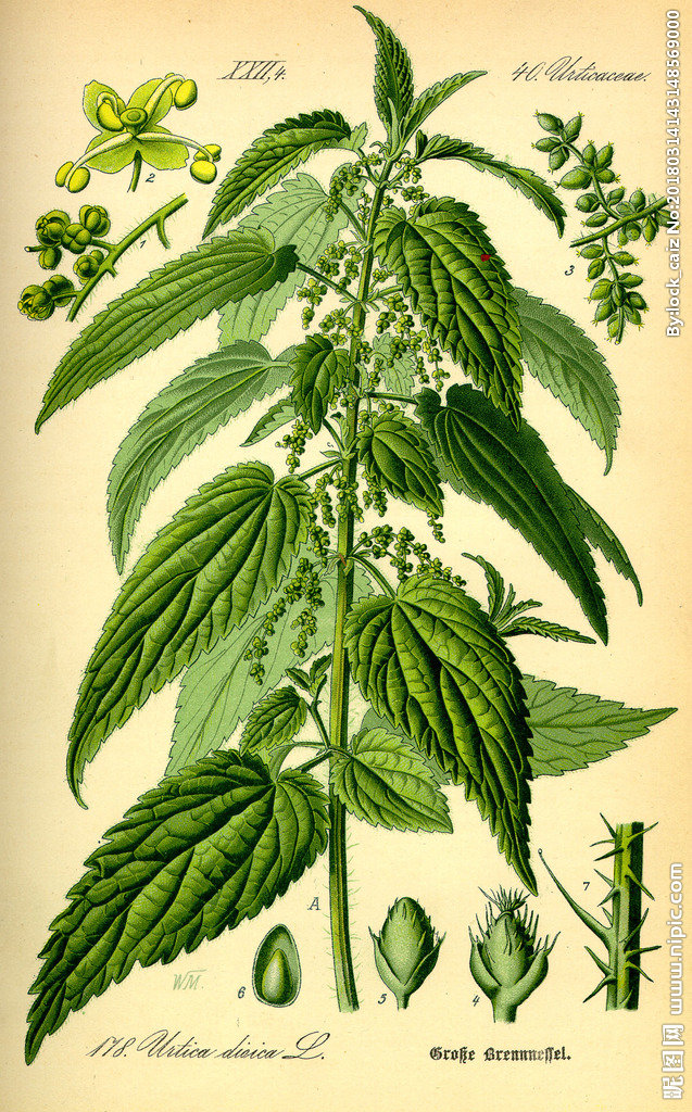 G手绘彩色植物图