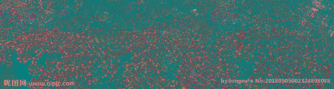 G树叶背景墙背景