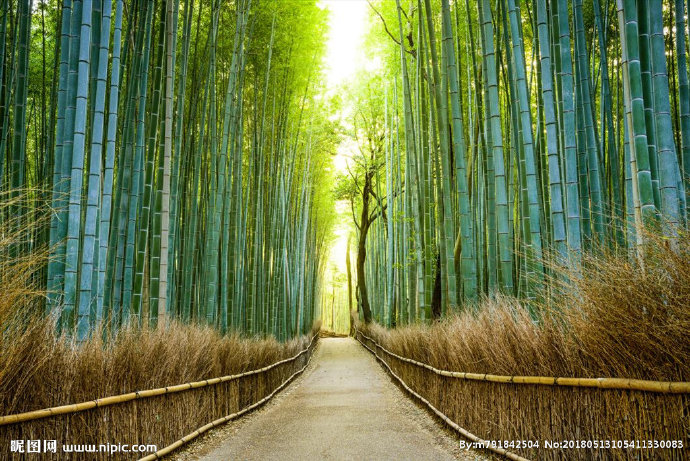 G竹林背景墙竹林