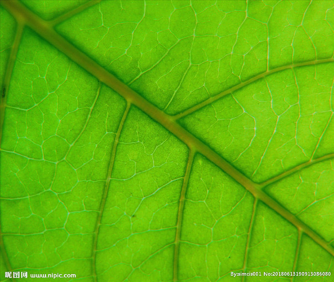 G自然材质 树叶