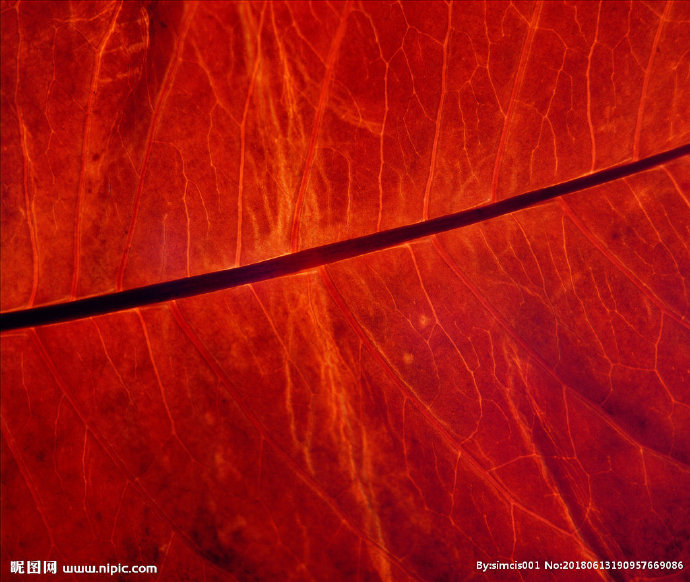 G自然材质 树叶