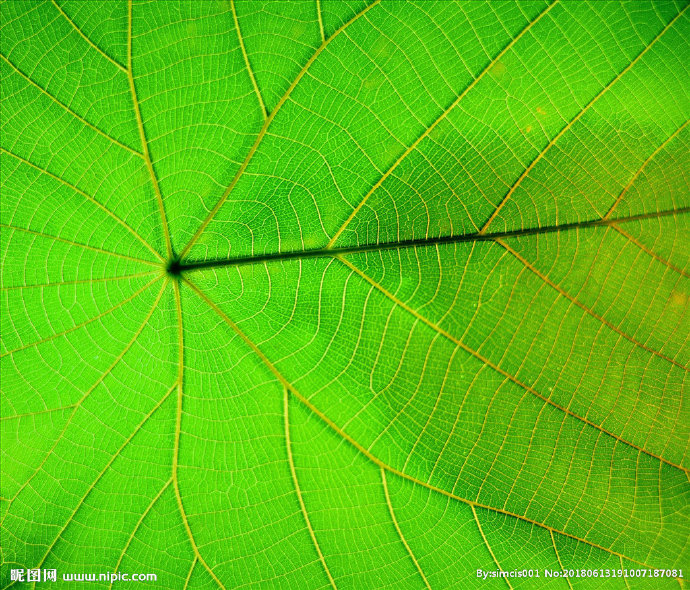 G自然材质 树叶