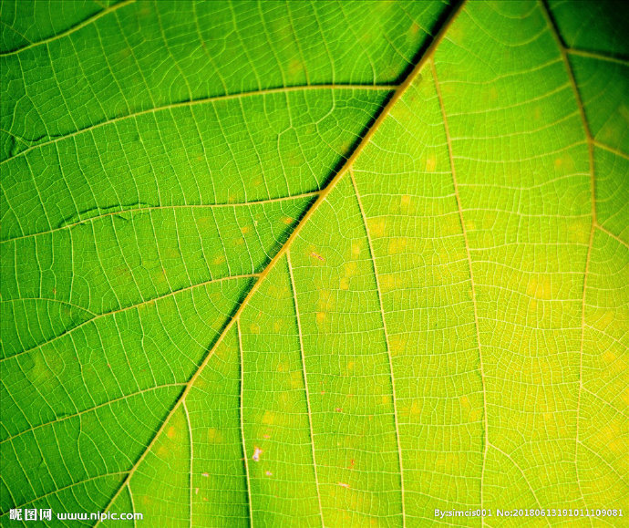 G自然材质 树叶