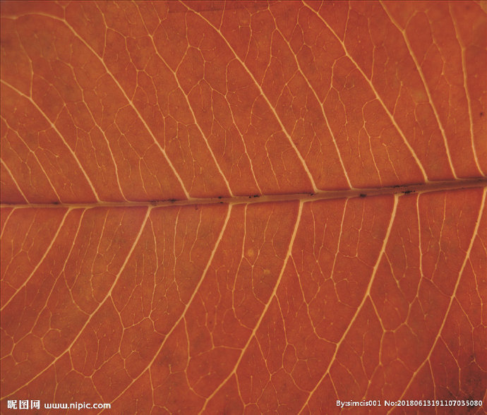 G自然材质 树叶