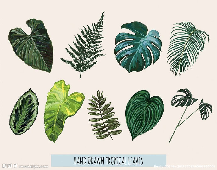 G夏季植物树叶矢