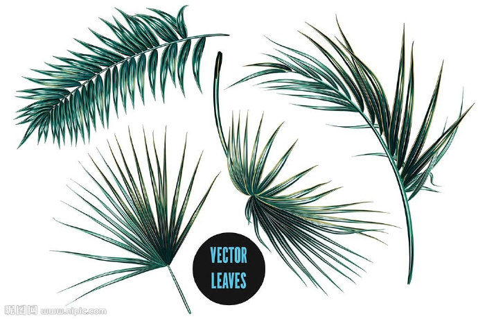 G热带植物树叶背