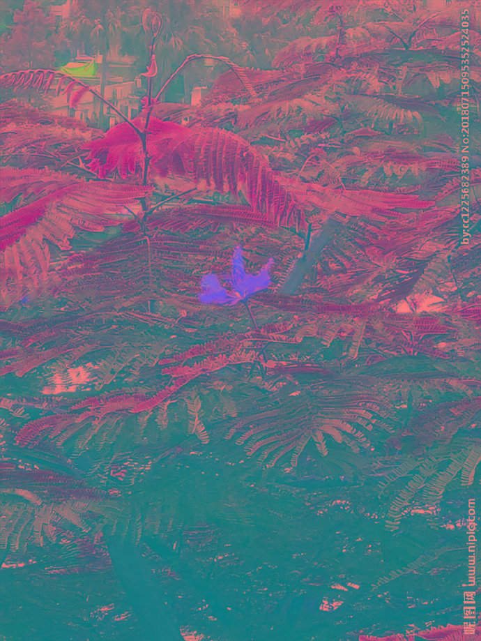 G树叶背景墙树叶