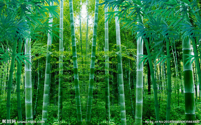 G竹林背景墙背景