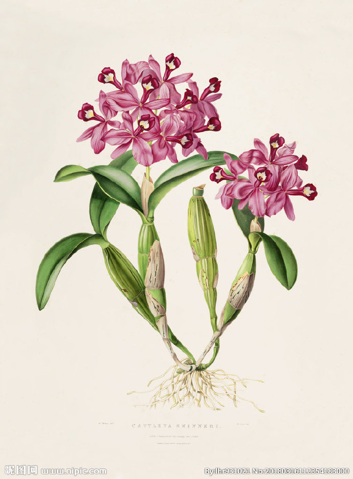 G装饰画 手绘花