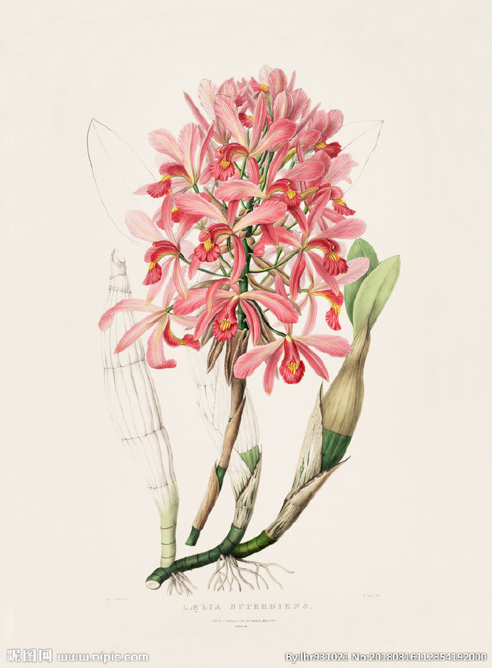 G装饰画 手绘花