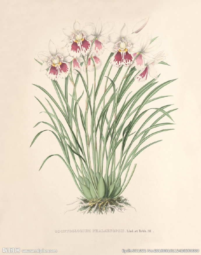 G装饰画 手绘花