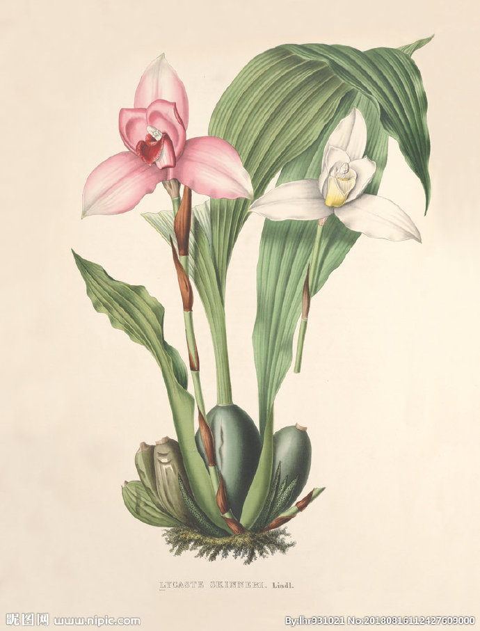 G装饰画 手绘花