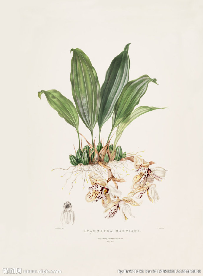G装饰画 手绘花