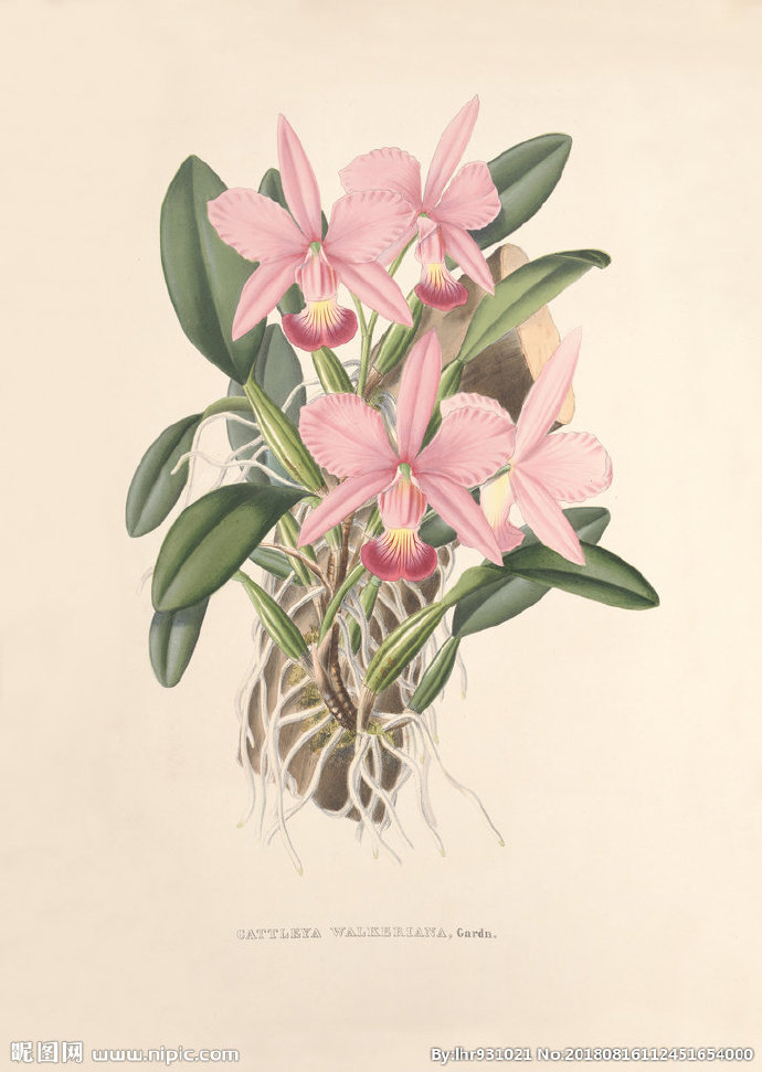 G装饰画 手绘花