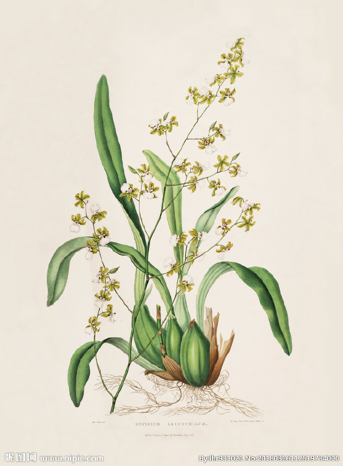 G装饰画 手绘花