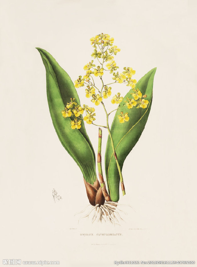 G装饰画 手绘花