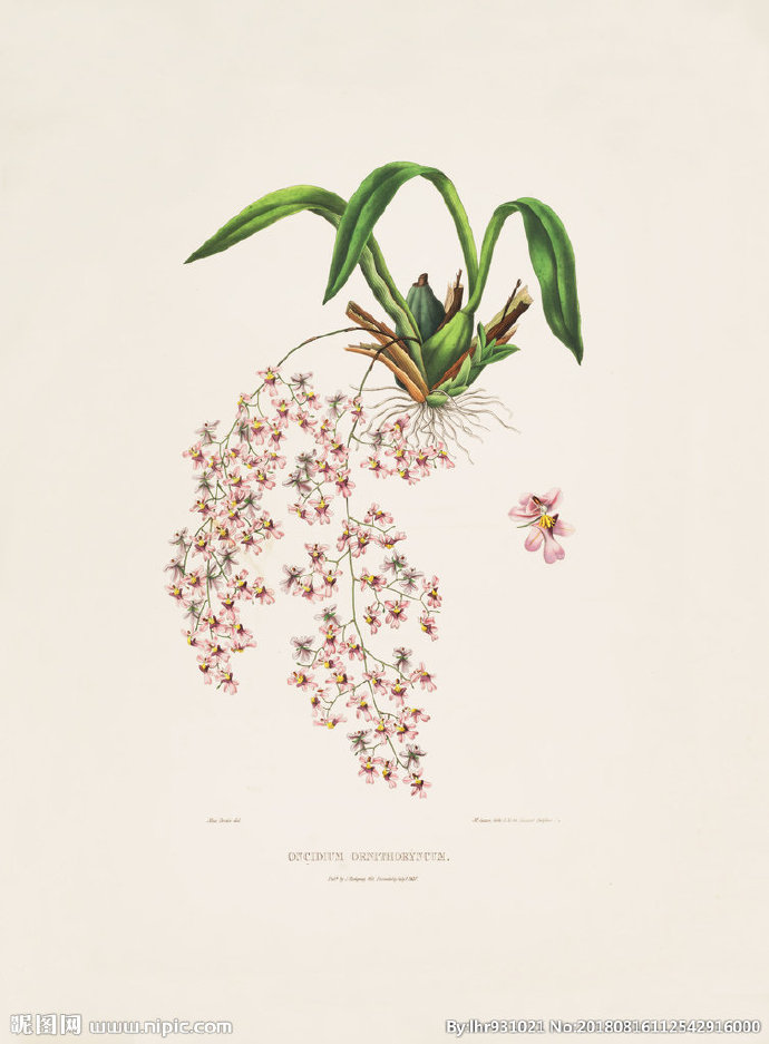 G装饰画 手绘花