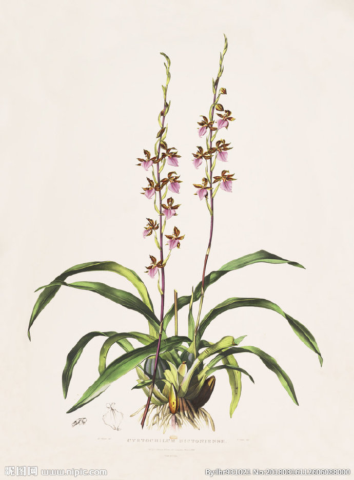 G装饰画 手绘花