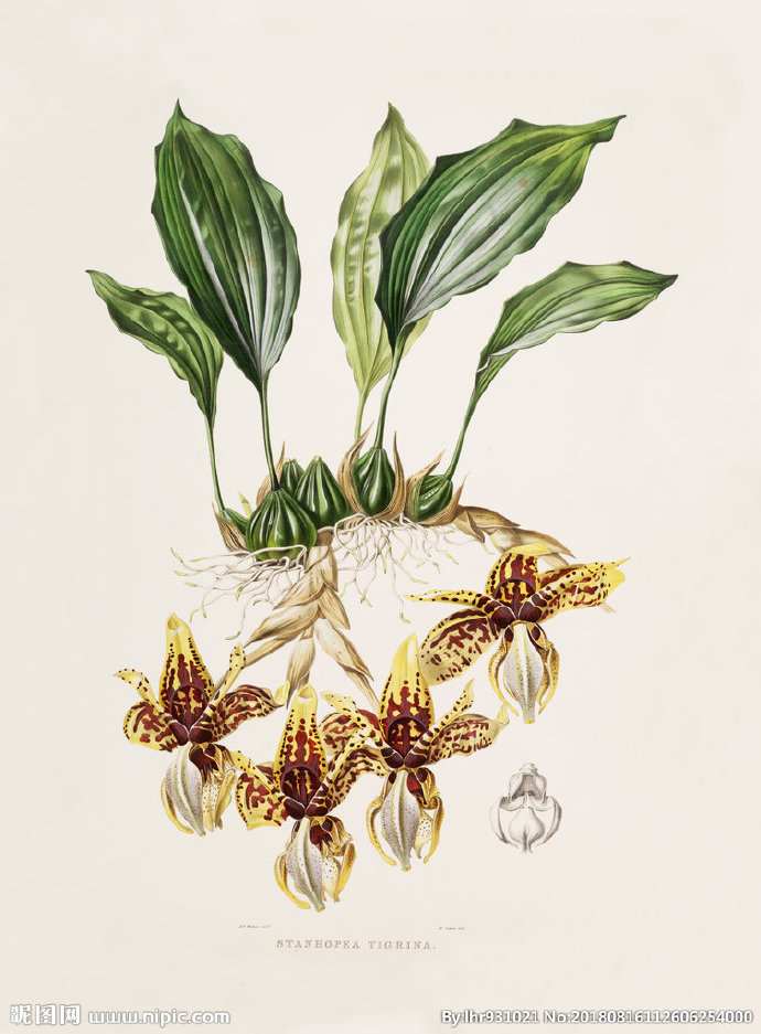 G装饰画 手绘花