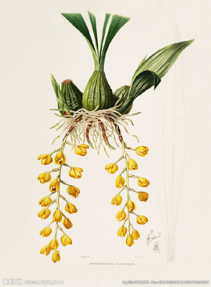 G装饰画 手绘花