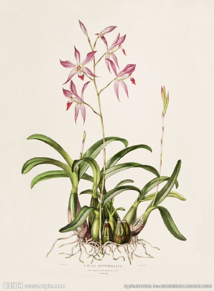 G装饰画 手绘花