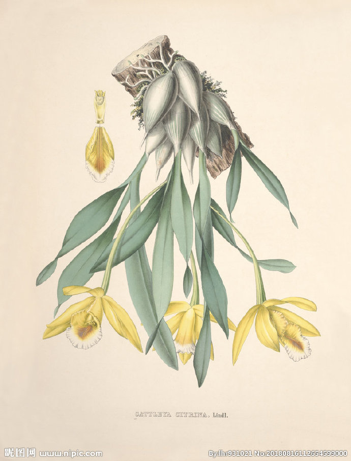 G装饰画 手绘花