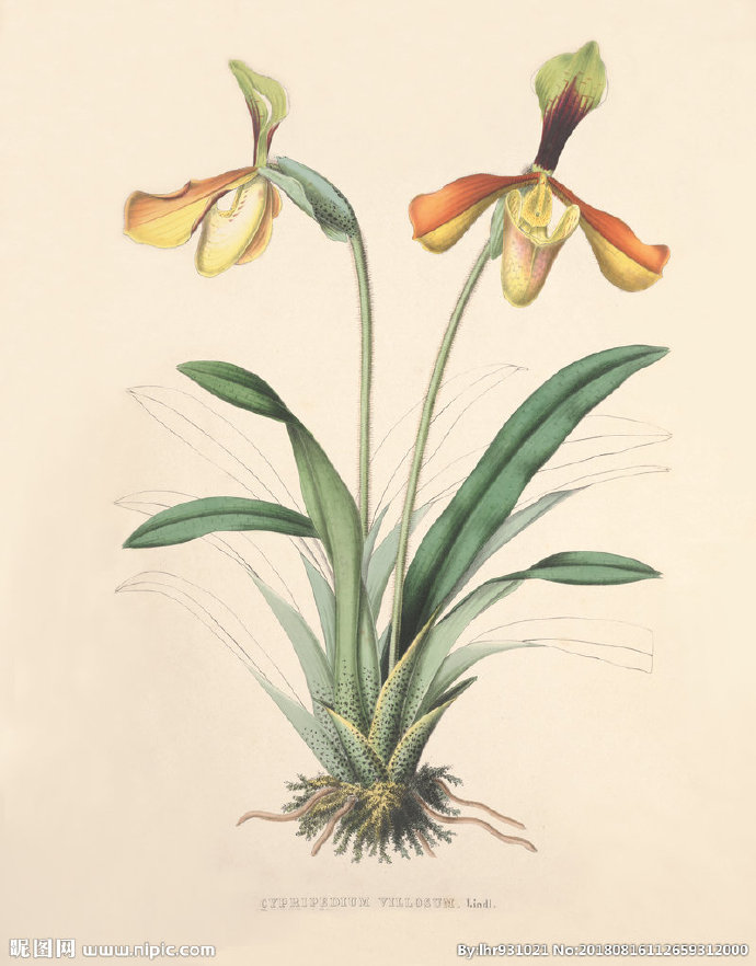 G装饰画 手绘花