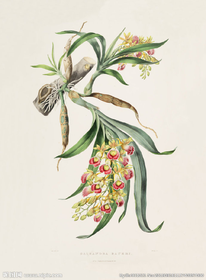G装饰画 手绘花