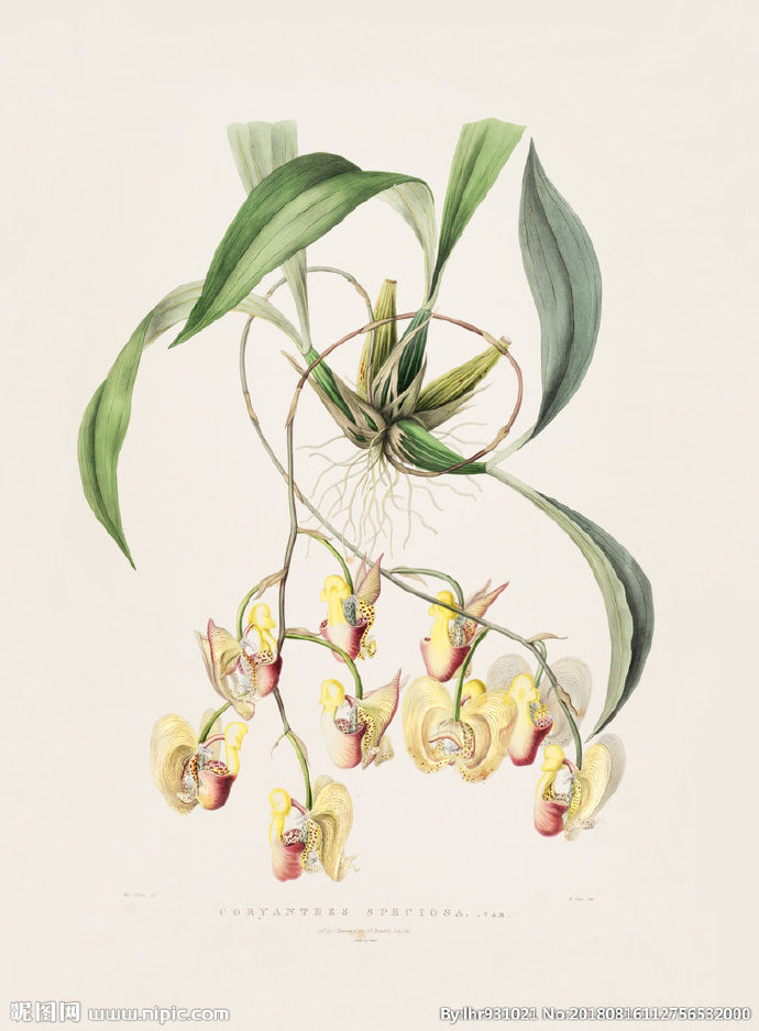 G装饰画 手绘花