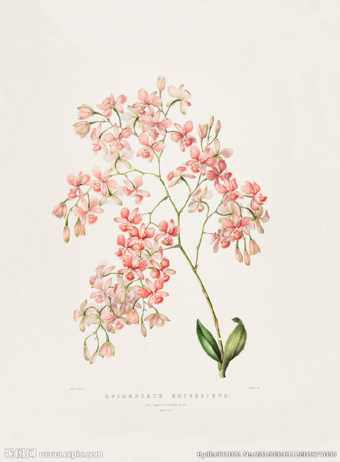G装饰画 手绘花