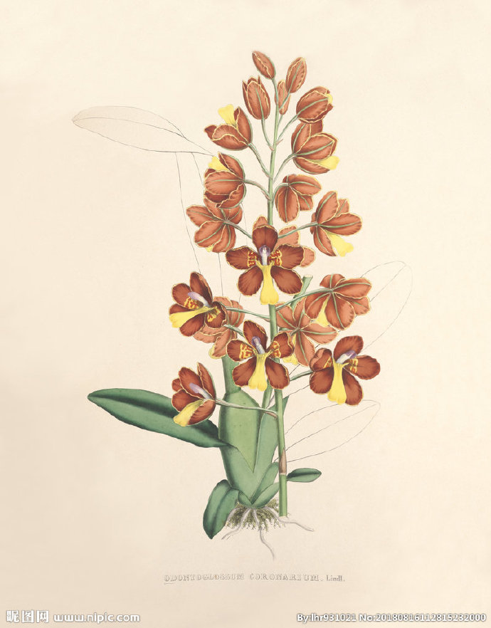 G装饰画 手绘花