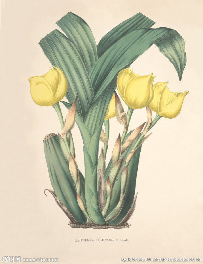 G装饰画 手绘花
